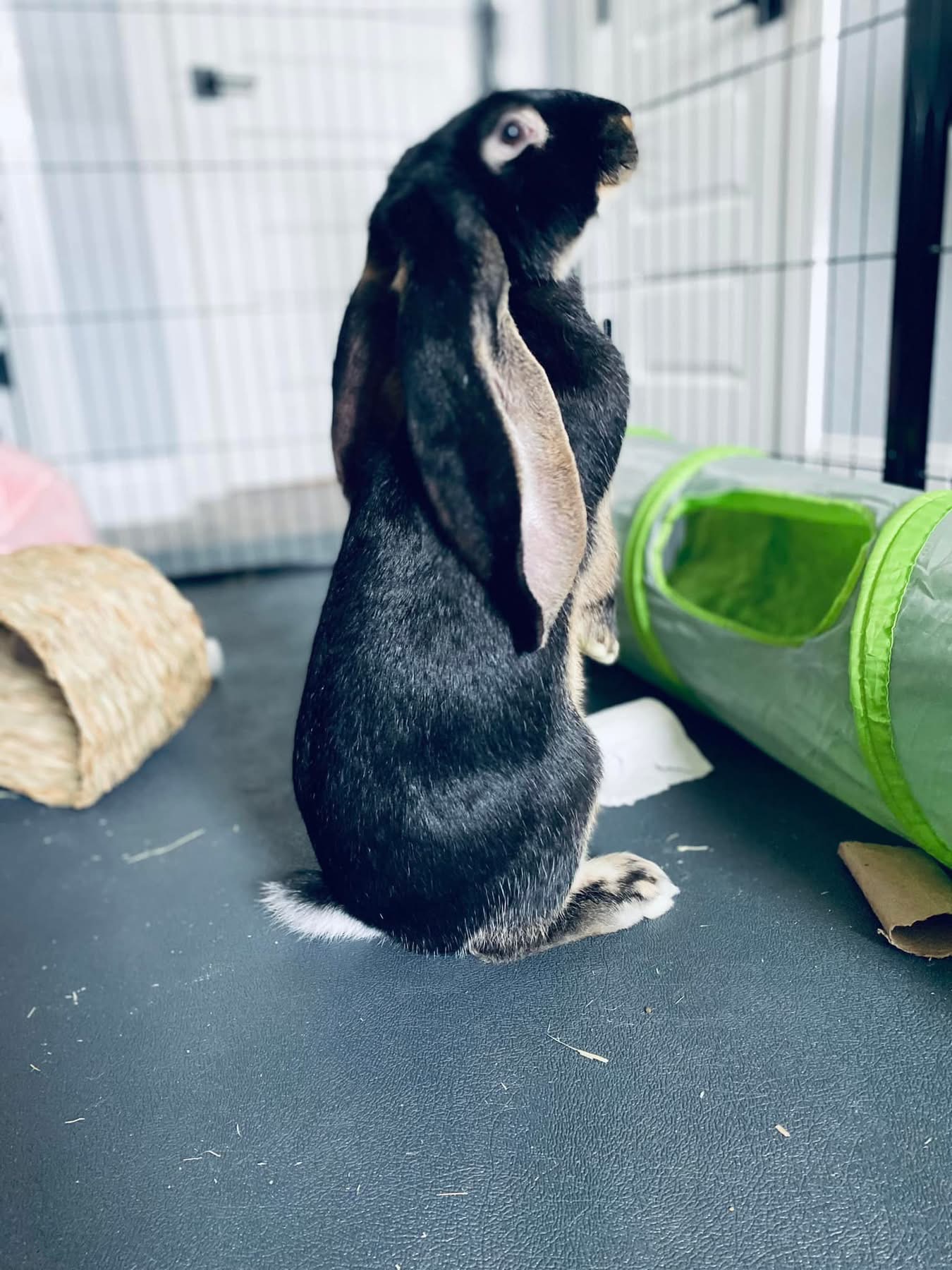 A black lop-eared rabbit sitting upright in its pen