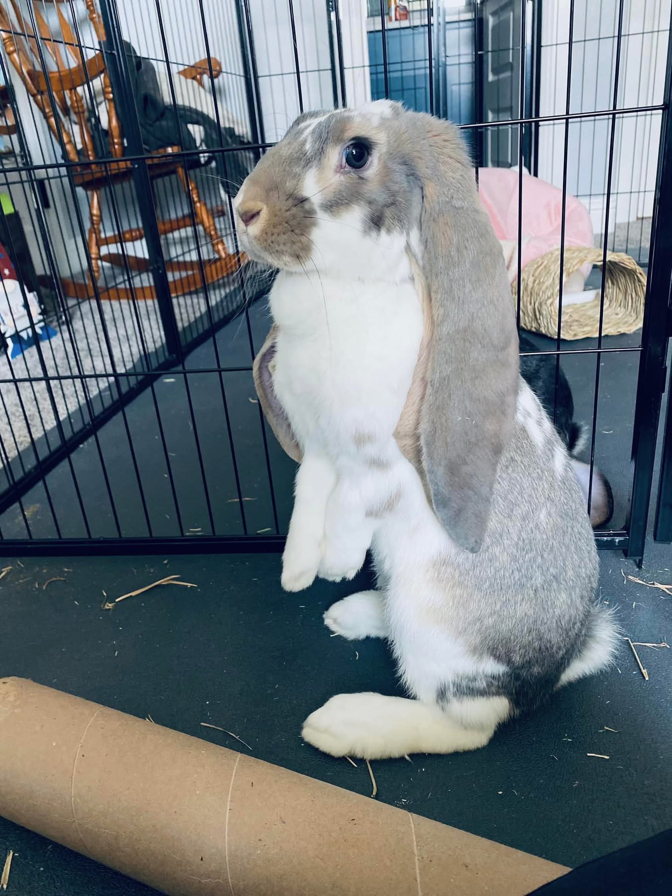 A grey-and-white lop-eared rabbit sitting up and looking to the side