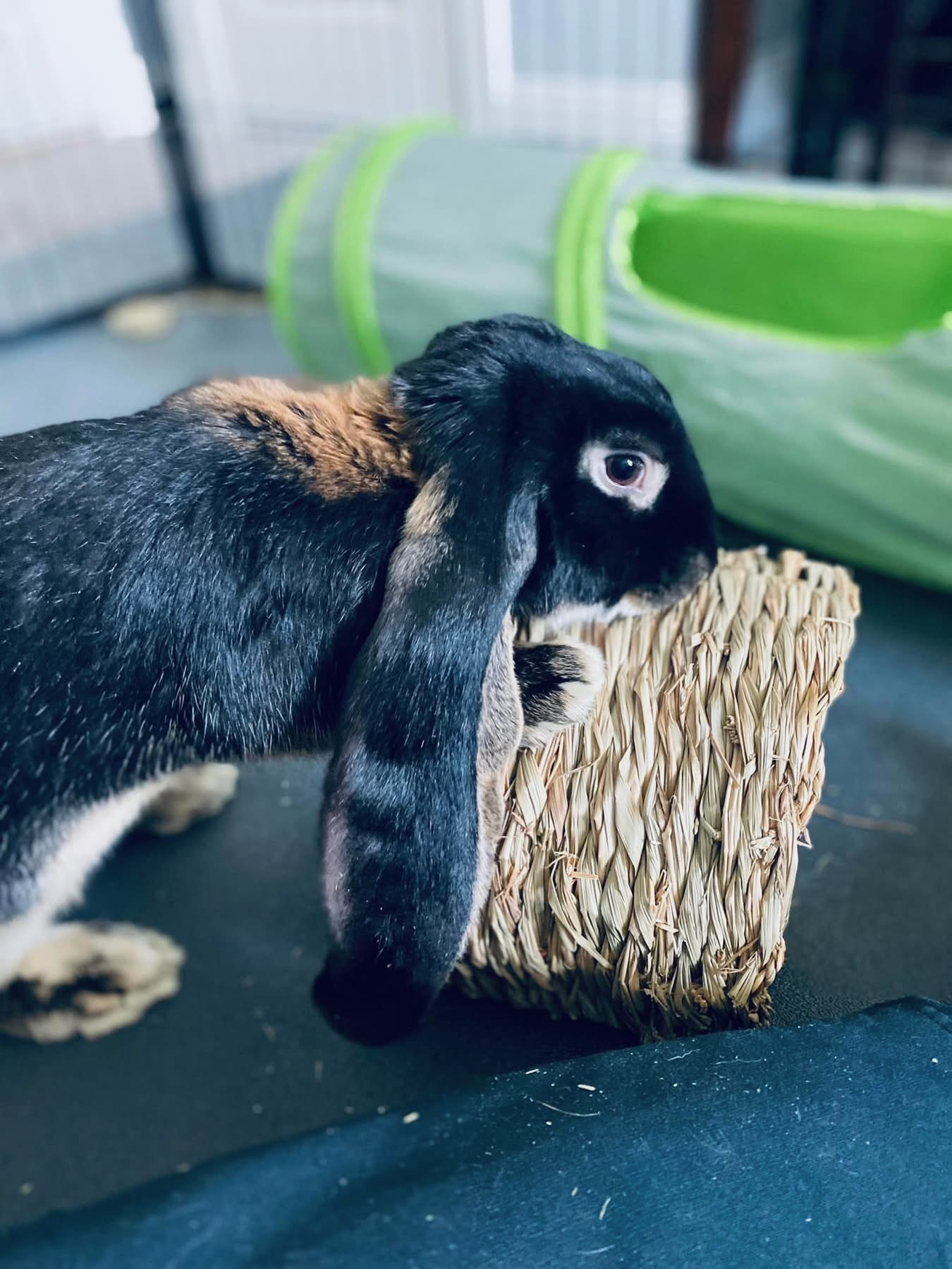 A black lop-eared rabbit nudging a woven grass hideaway