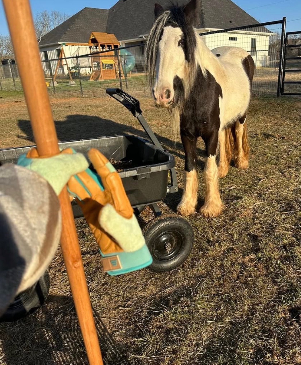 A Gypsy Vanner horse watching a volunteer doing chores with a rake and cart