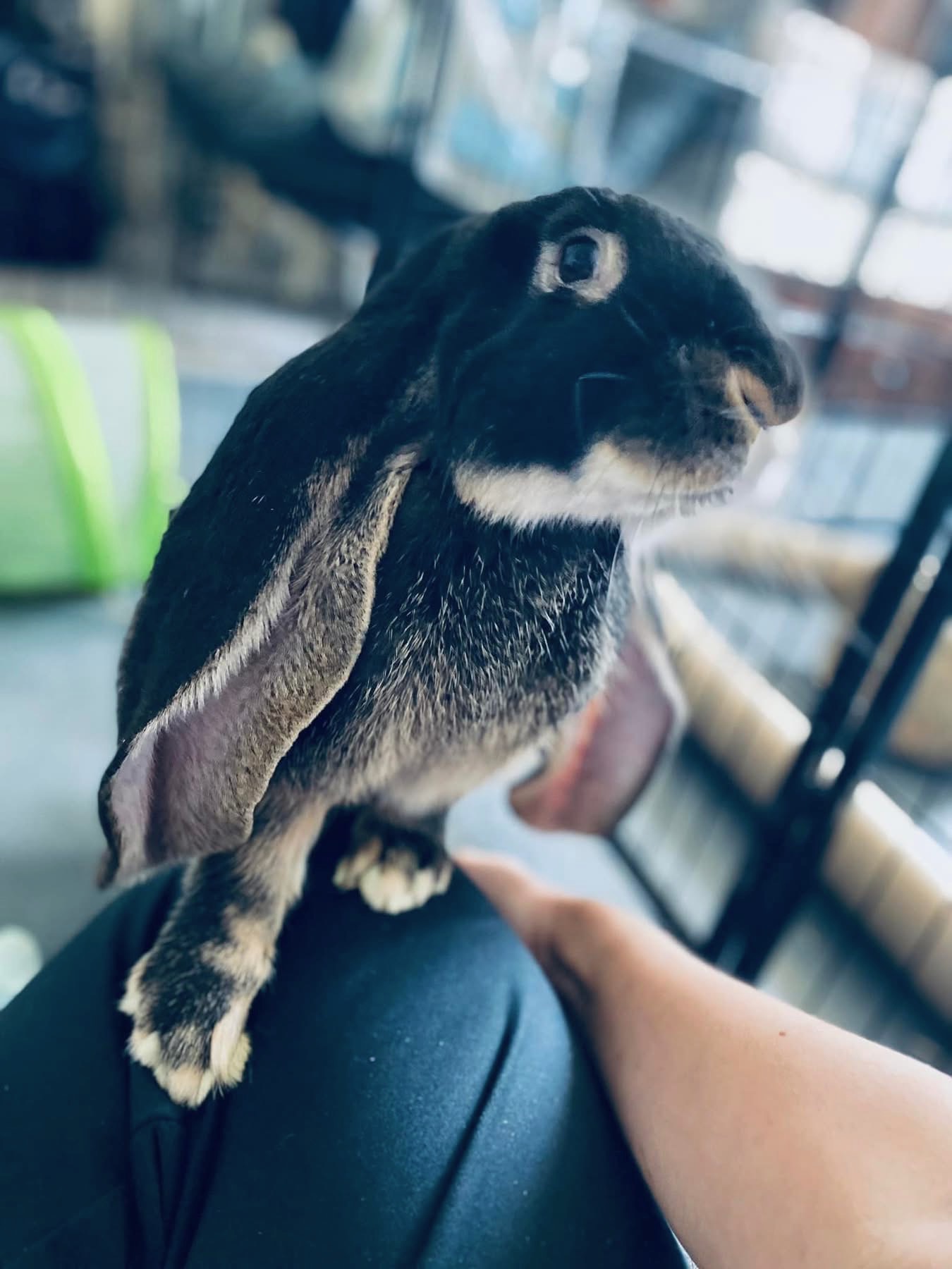 A black-and-tan lop-eared rabbit sitting on a visitor's lap