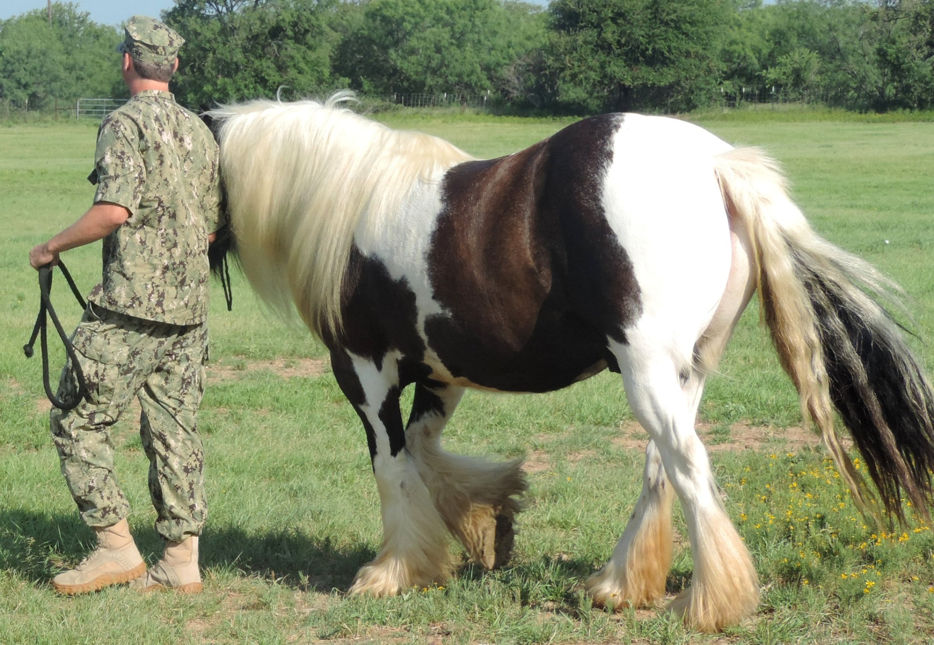 A U.S. Navy sailor leading a Gypsy Vanner horse across the pasture