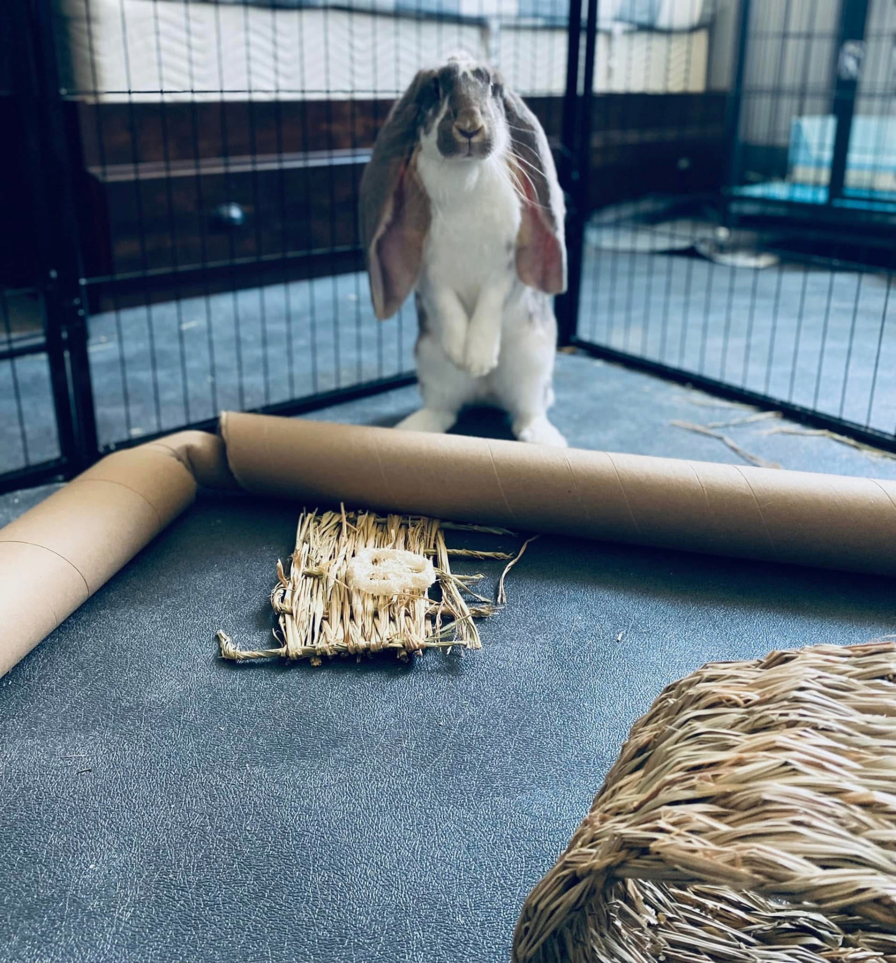 A grey-and-white lop-eared rabbit standing up in its pen