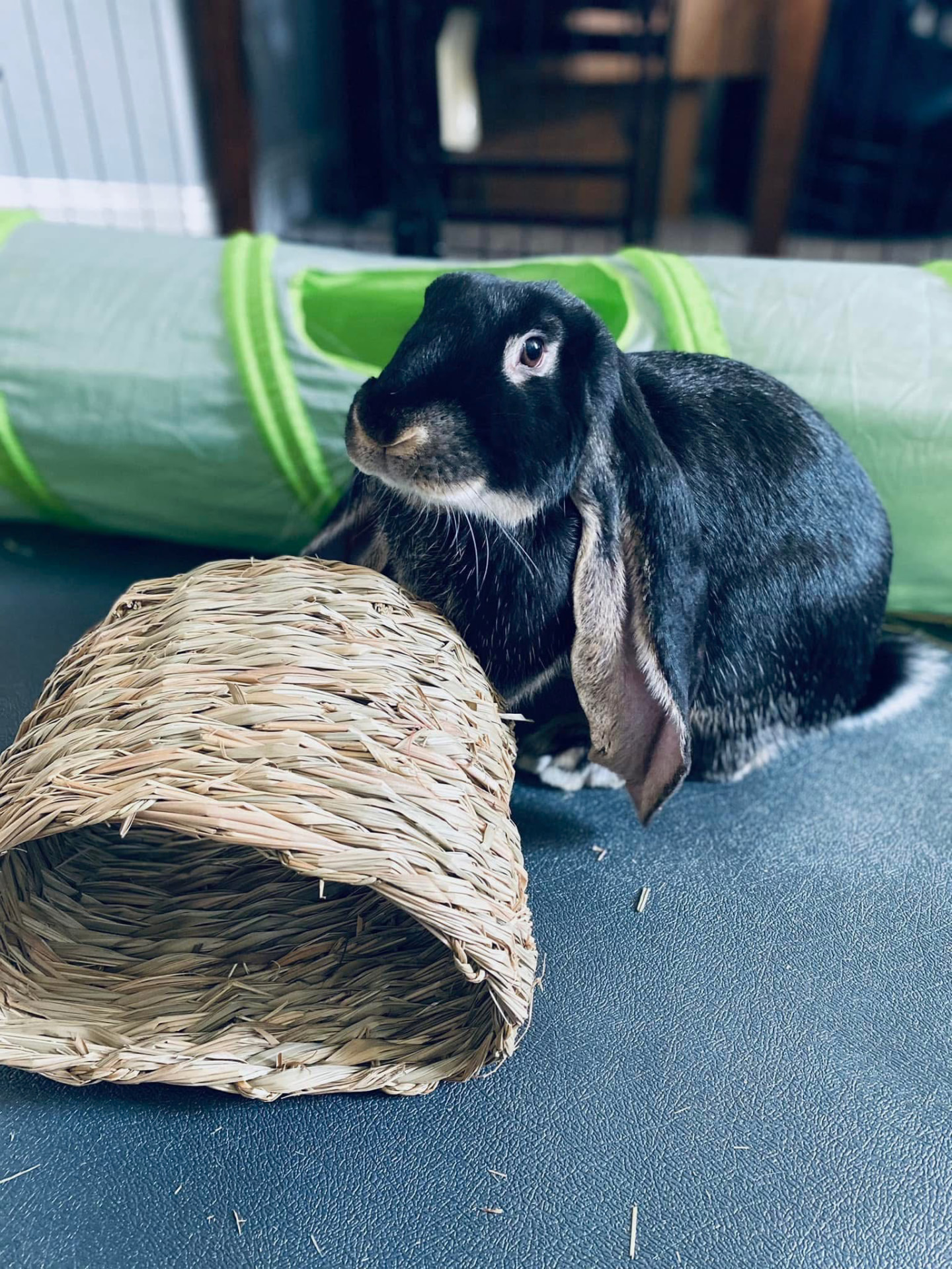 A black lop-eared rabbit sitting beside a play tunnel and woven hut