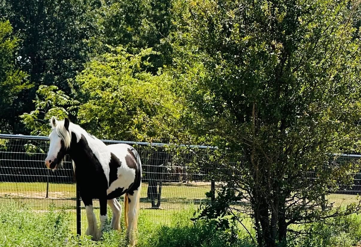 A Gypsy Vanner horse standing in the shade beside the fence line