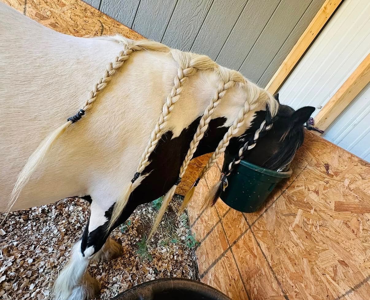 A Gypsy Vanner with a braided cream mane eating from a bucket in the barn
