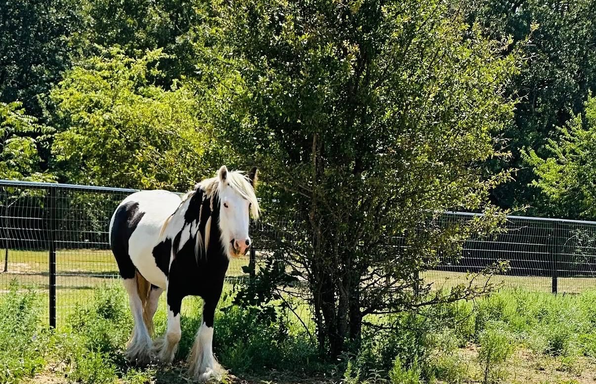A black-and-white Gypsy Vanner standing beside a tree in the pasture