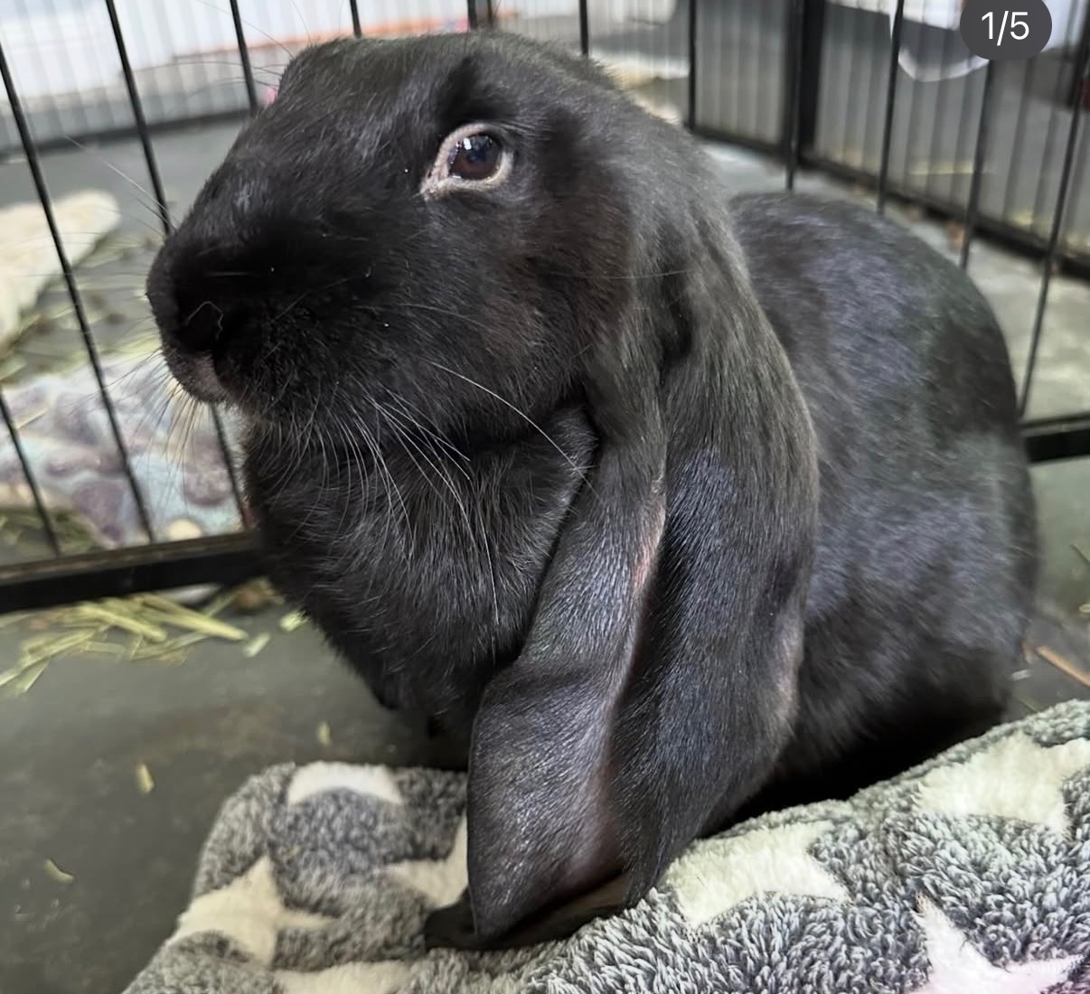 A black lop-eared rabbit resting on a blanket in its pen
