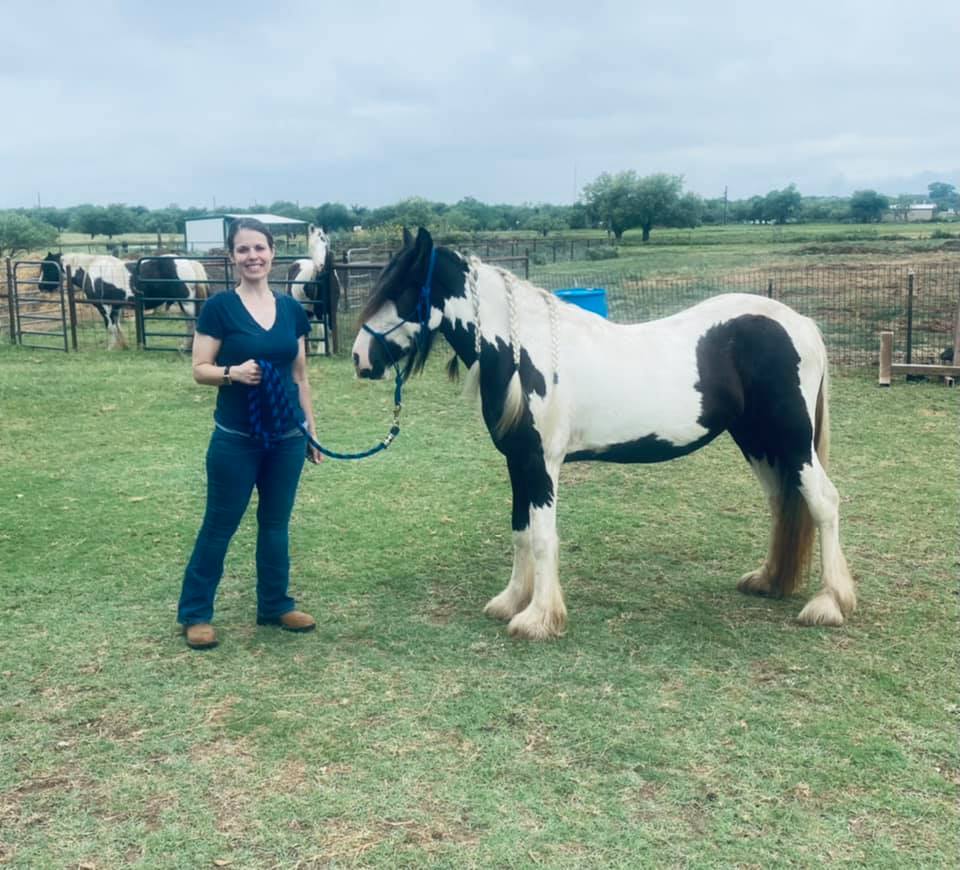 Founder Nik leading Milky Way, a Gypsy Vanner mare, with the herd grazing behind her at the sanctuary