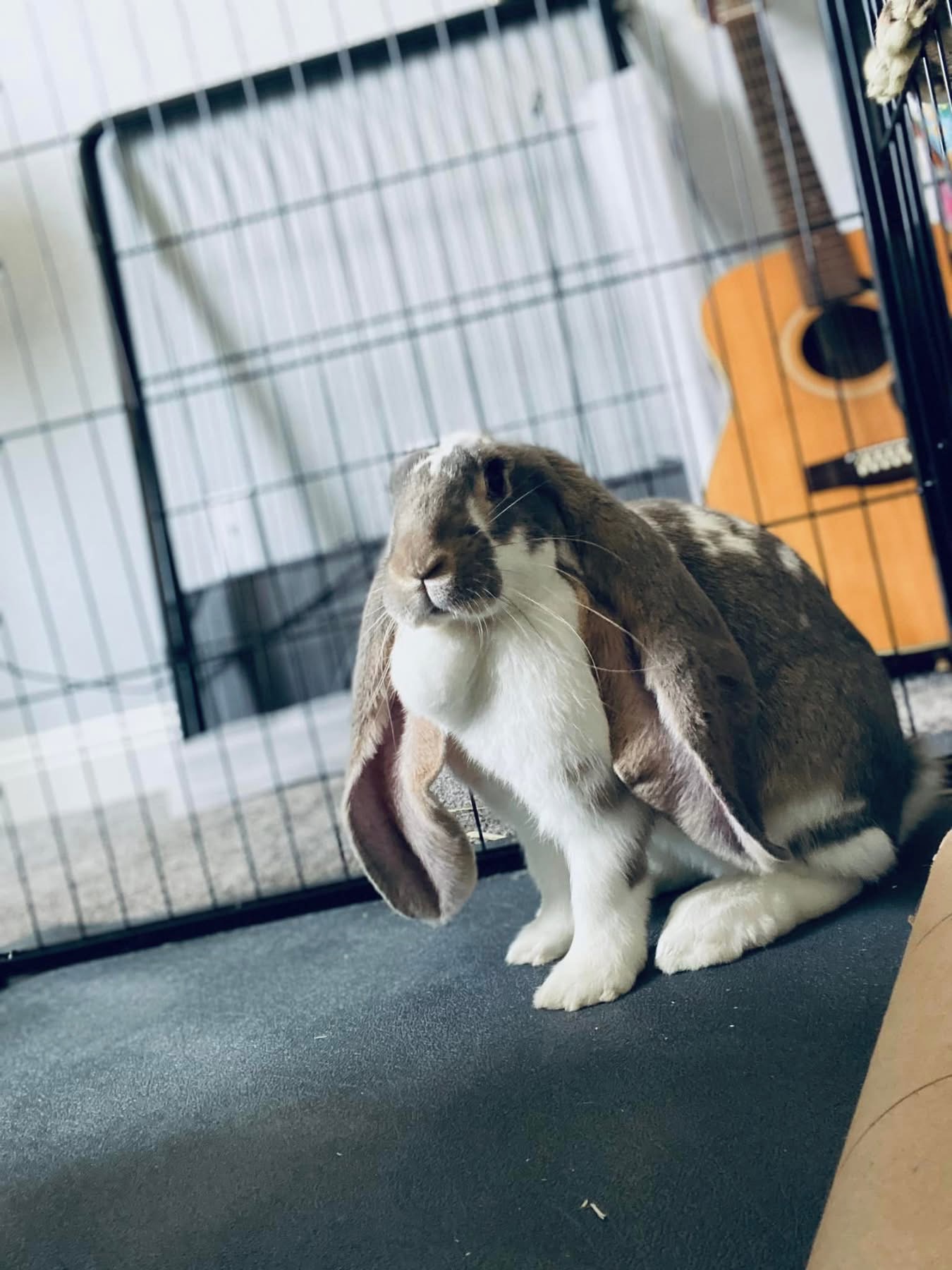 A brown-and-white lop-eared rabbit resting in its pen